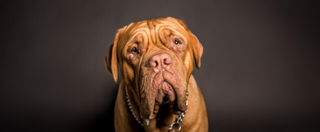 Close up of brown dog's face with a lot of wrinkles as an illustration for a blog about that rebranding means more than a facelift