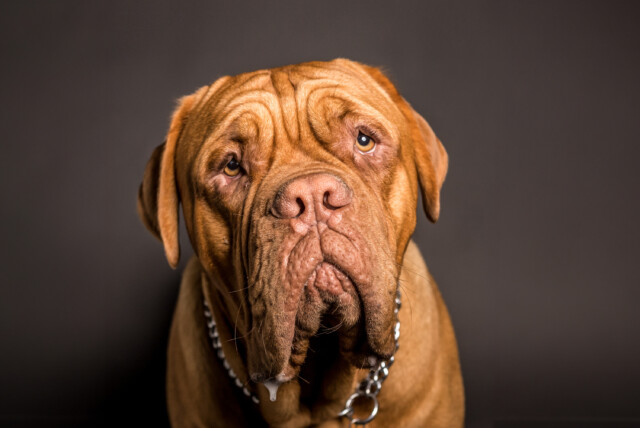 Close up of brown dog's face with a lot of wrinkles as an illustration for a blog about that rebranding means more than a facelift
